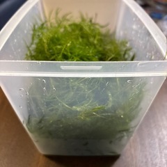 国産マツモ　【無農薬！】　🤗　（決まりました！）の画像