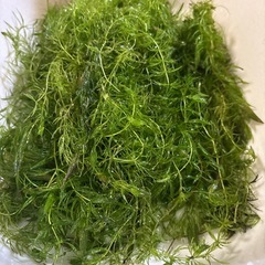 国産マツモ　【無農薬！】　🤗　（決まりました！）の画像