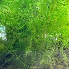 国産マツモ　【無農薬！】　🤗　（決まりました！）の画像