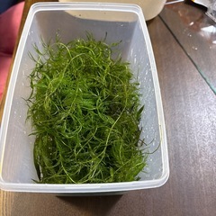 国産マツモ　【無農薬！】　🤗　（決まりました！）の画像