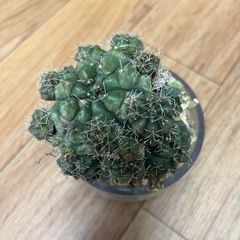 観葉植物　サボテン　コリファンタ・エレファンティデンス　　4000円　の画像