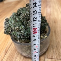 観葉植物　サボテン　コリファンタ・エレファンティデンス　　4000円　の画像