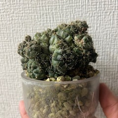 観葉植物　サボテン　コリファンタ・エレファンティデンス　　4000円　の画像