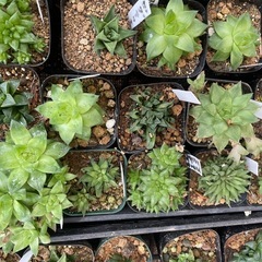 ハオルチア　青い鳥などの画像