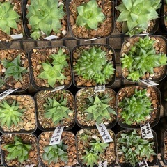 ハオルチア　青い鳥などの画像