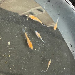 メダカ　品種不明の画像
