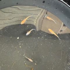 メダカ　品種不明の画像