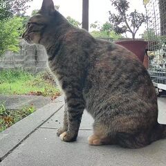 2歳の雌猫（キジトラ、茶と黒の縞模様）が2025年11月2…