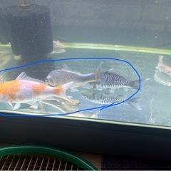 鯉　15cm3尾セットの画像