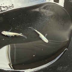 メダカ　緑星の輝きの画像