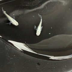 メダカ　緑星の輝きの画像