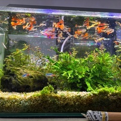 熱帯魚　グッピー　ネオンテトラ　無理　里親の画像