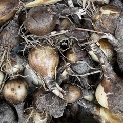 リコリス　球根　9種　18球　彼岸花　レア色の画像