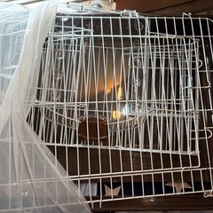 小動物　　ゲージ
の画像