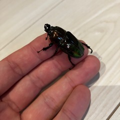ニジイロクワガタ♀3頭フセツ欠け不全の画像