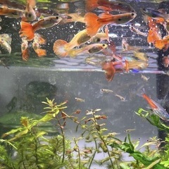 熱帯魚　グッピー　ネオンテトラ　無理　里親の画像