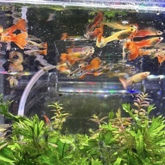 熱帯魚　グッピー　ネオンテトラ　無理　里親の画像