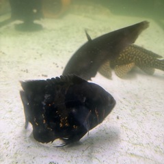 お買い得‼️3匹！レッドタイガーオスカー3匹の画像