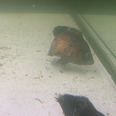 お買い得‼️3匹！レッドタイガーオスカー3匹の画像