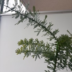 ミモザの植木　植物の画像