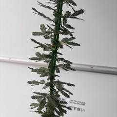ミモザの植木　植物の画像