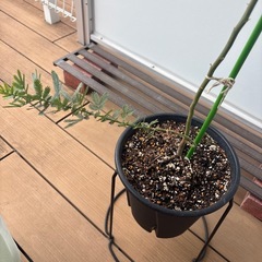 ミモザの植木　植物の画像