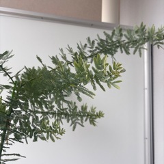 ミモザの植木　植物の画像