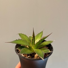 (決まりました)アガベ ホリダの画像