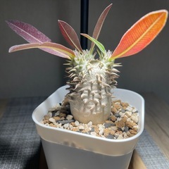 塊根植物 パキポディウム デンシフローラムの画像