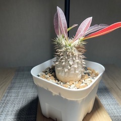 塊根植物 パキポディウム デンシフローラムの画像