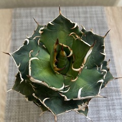 アガベ チタノタ 鬼爪の画像