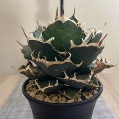 アガベ チタノタ 鬼爪の画像