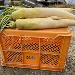 (残りわずか)無農薬❣️干し大根 大サイズの画像