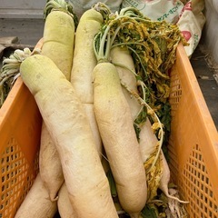 (残りわずか)無農薬❣️干し大根 大サイズの画像