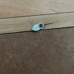 〈昭和レトロ〉ハニ判賞状額縁の画像