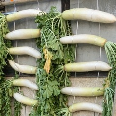 (残りわずか)無農薬❣️干し大根 大サイズの画像