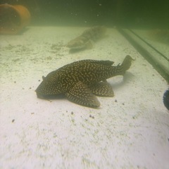⭐️セルフィンプレコ25cm前後‼️の画像