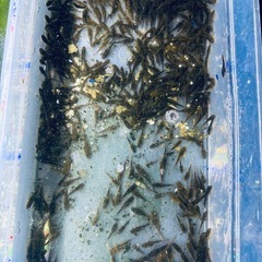 オトシンネグロ5匹➕2匹保証　　※説明文お読み下さいの画像