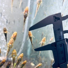 オトシンネグロ5匹➕2匹保証　　※説明文お読み下さいの画像