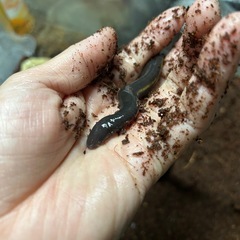 ジャワヌメアシナシイモリの画像