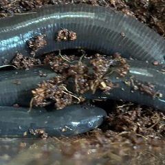 ジャワヌメアシナシイモリの画像