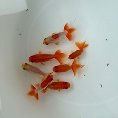 らんちゅうセットの画像