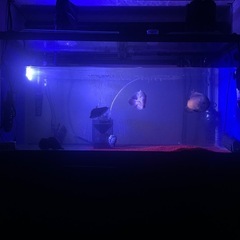 水槽セット　の画像