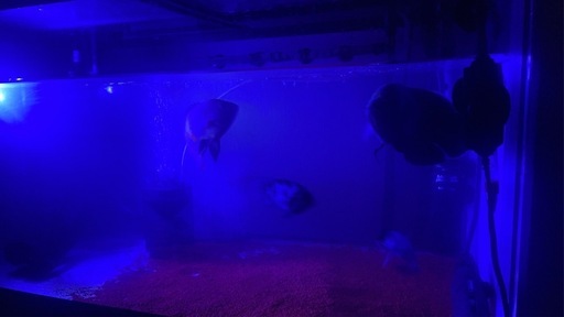 水槽セット　