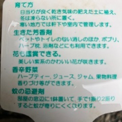 【個数限定！】蚊香龍・ハーブゼラリウムの画像