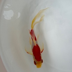 金魚セットの画像