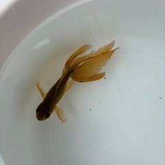 金魚セットの画像