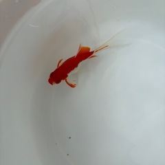 金魚セットの画像