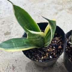 サンスベリア株分苗🌱の画像