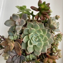 多肉植物　寄せ植えの画像